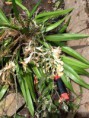 /album/orquideas-e-bromelia-na-fazenda-monte-sinai/fazendas-sustentaveis-275-jpg/